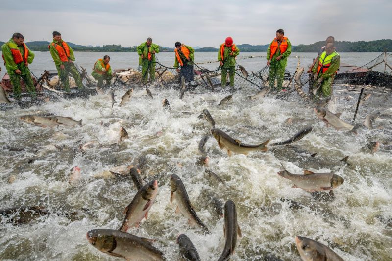 仙女湖：魚(yú)躍人歡秋捕忙